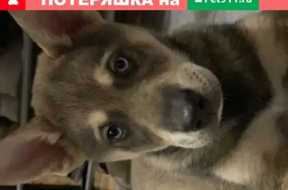 Найден щенок около ТЦ Меркурий в Пскове