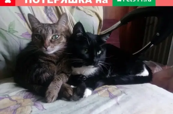 Потерянные животные Набережные Челны, фото: Пропал кот Мурзик в Набережных Челнах