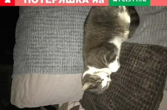 Пропала кошка в Лучевом 1, Петрозаводск