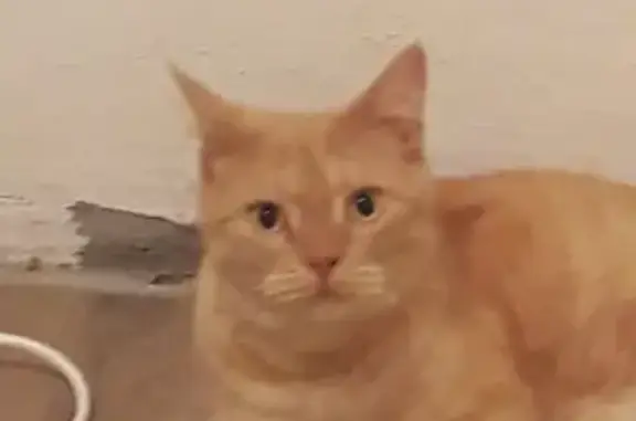 Найден рыжий кот на Челомея, 9 в Чебоксарах