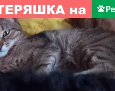 Пропала кошка на Лермонтова 138, Омск.