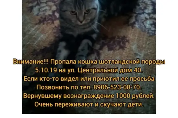 Пропала кошка на Центральной, 40 в Костроме