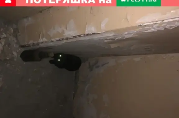 Найдена кошка: г. Новосибирск, ул. Овражная д. 8, офис 401