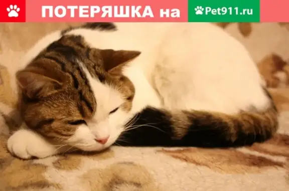 Кошки потеряшки, Санкт-Петербург, фото: Потеряшка кошка Санта в Санкт-Петербурге