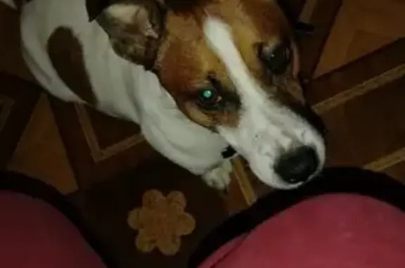 Найдена собака в Зубцове с клеймом ELH (6 лет)