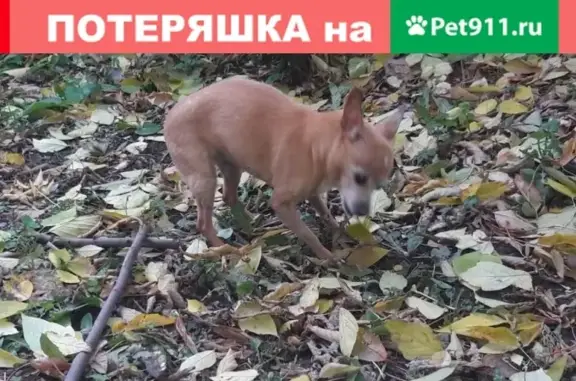 Собака найдена в Парке Талалихина, ищем хозяина в Подольске.