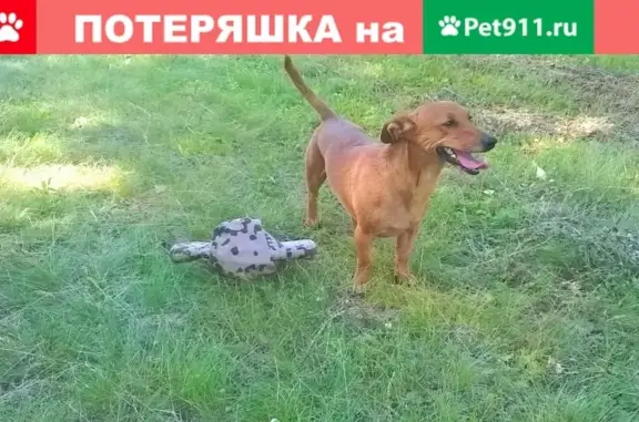 Потерянные животные Омск, фото: Пропала собака Вольт в Омске