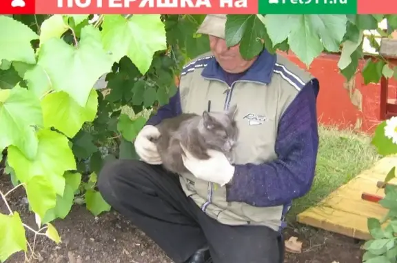 Объявления о пропавших и найденных животных, Ижевск, фото: Пропала кошка Костя, ул. Ворошилова 24