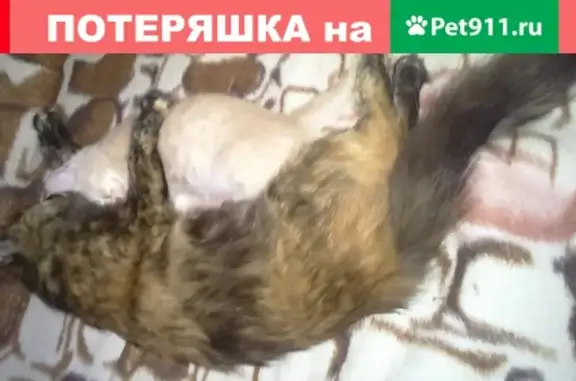Пропала кошка в Тольятти, возраст 3.5 мес., контакт 89966216510.