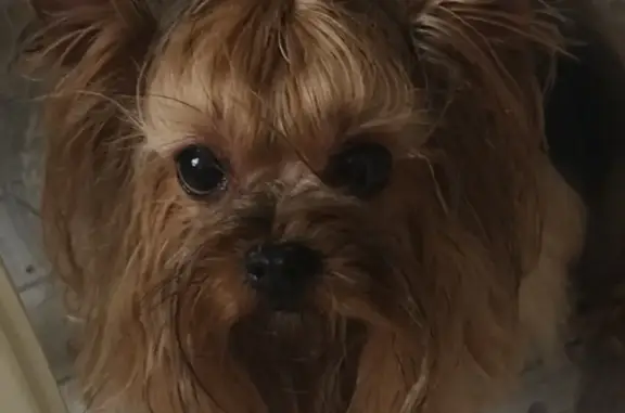 Собаки потеряшки, Москва, фото: Потеряшка собака Йорк в Москве, нужна операция.