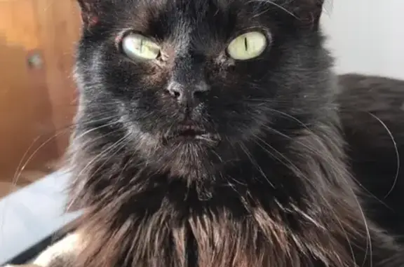 Кошки потеряшки, Агой, фото: Потеряшка кошка в селе Агой, Краснодарский край