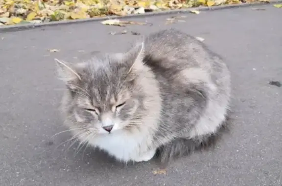 Найдена кошка на 9-й Парковой в Москве