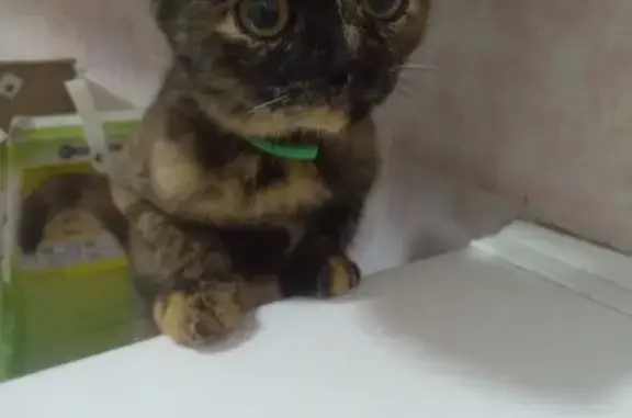 Кошки потеряшки, , фото: Потеряшка кошка в Жодино, возможно увезли, зеленый ошейник