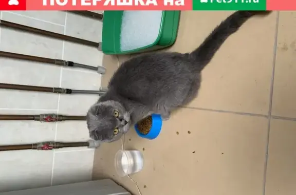 Найдена кошка в Одинцово серо-голубого окраса