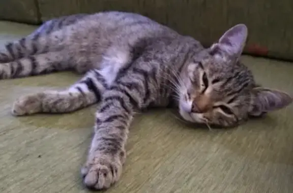 Потерянный котик в мкр Слобода, Тамбов