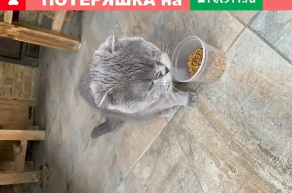 Найдена кошка в Одинцово