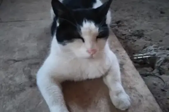 Пропала кошка в деревне Кишкино, Ленинский район Тула
