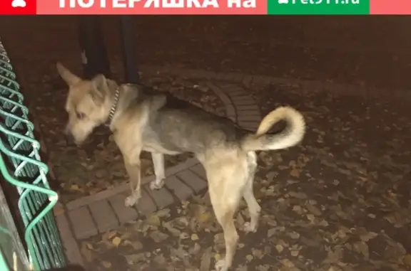 Потерянный кобель ищет хозяина в парке Зюзино, Москва