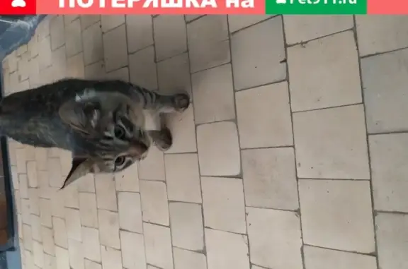 Найдена кошка на ул. Труда, Ижевск
