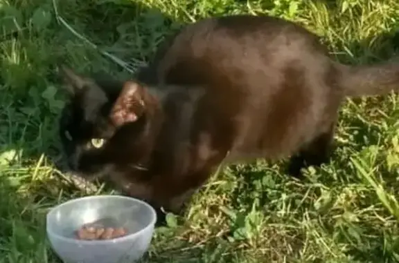 Найдена черная кошка в СНТ Метровагонмаш
