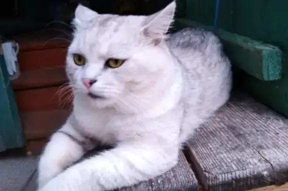 Кошки потеряшки, Москва, фото: Потеряшка кот Кузя в Южном Бутово, Москва.