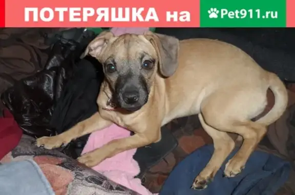 Потерянные животные Москва, фото: Пропала собака возле Ампурии на Южнобутовской