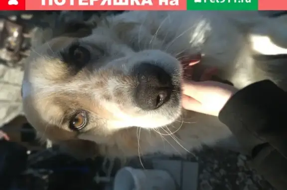 Собаки потеряшки, , фото: Потеряшка собака Борис в Феодосии 6.10.19