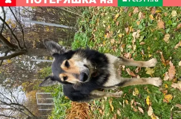 Найдена собака в Бережок, Московская обл.