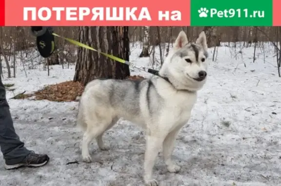 Собаки потеряшки, Москва, фото: Потеряшка хаски на Киевском шоссе (29 символов)