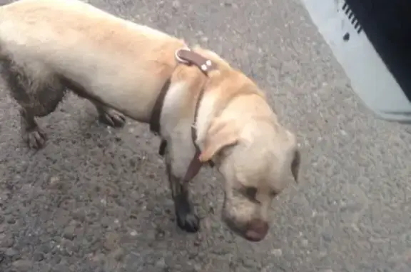 Собака на улице Профсоюзов, 19 в Сургуте