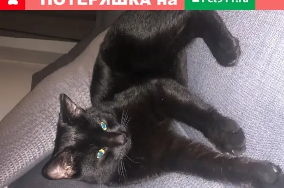 Найден черный кот на ул. Горького, Калининград.