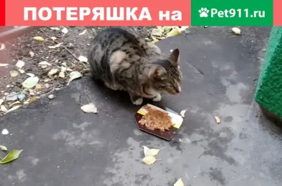 Найдена кошка на ул. Щепкина, Москва
