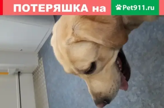 Собака ретривер найдена на станции Павшино в Красногорске.