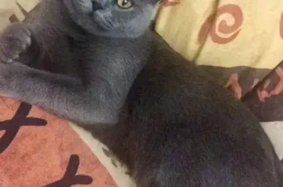 Кошки потеряшки, Белый, фото: Потеряшка кошка 