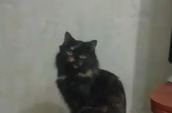 Пропала кошка Джесси в Ульяновске