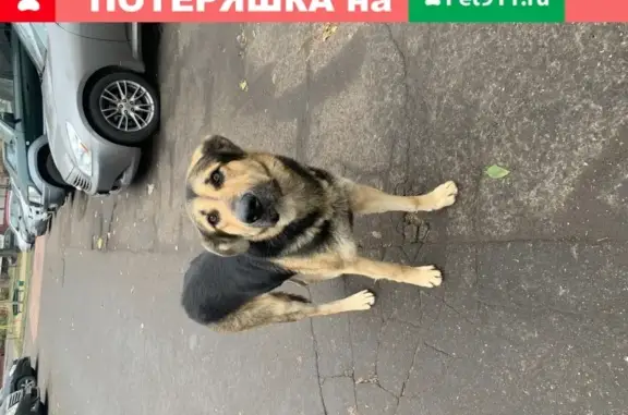 Найдена собака на улице Плющева 15к1, район Перово