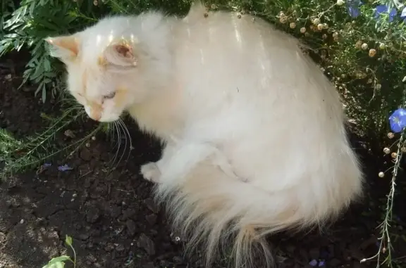 Потерянные животные Магнитогорск, фото: Пропал кот Макс, ул. Сталеваров 17/1, вознаграждение.