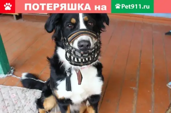 Собаки потеряшки, Нижний Новгород, фото: Потеряшка собака на ул. Объединение Маяк, Н. Новгород