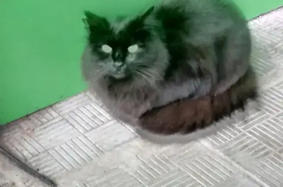 Ласковый кот на ул. Мичурина, Климовск
