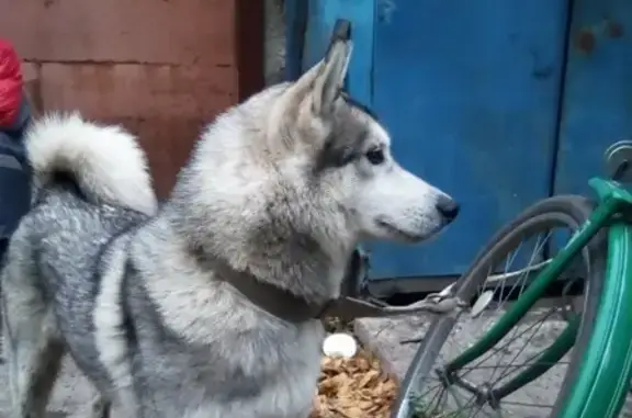Собака найдена на Клубной улице в Тамбове