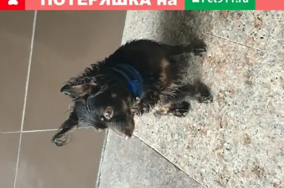 Найдена собака у проходной НИКИЭТ, Москва