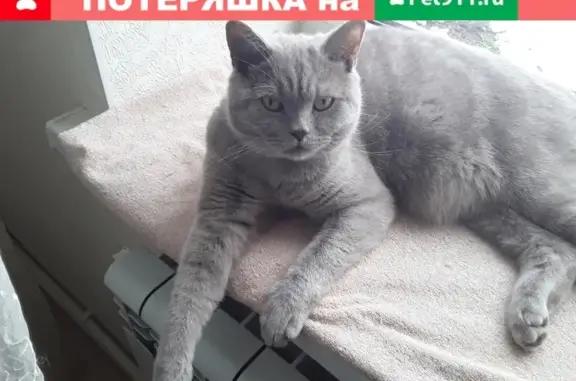 Пропал кот на улицах Гагарина и Кубанской, Майкоп