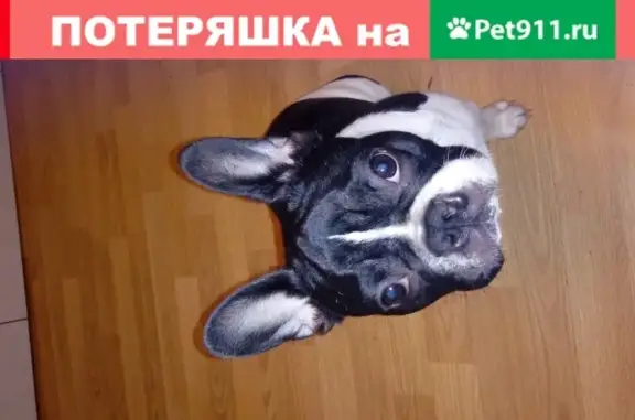 Собаки потеряшки, Тверь, фото: Потеряшка собака в Твери с надорванным носом