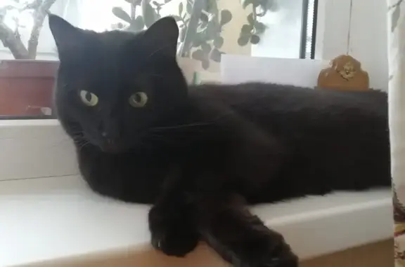 Кошки потеряшки, Москва, фото: Потеряшка кот на Нижней Первомайской, 48/8