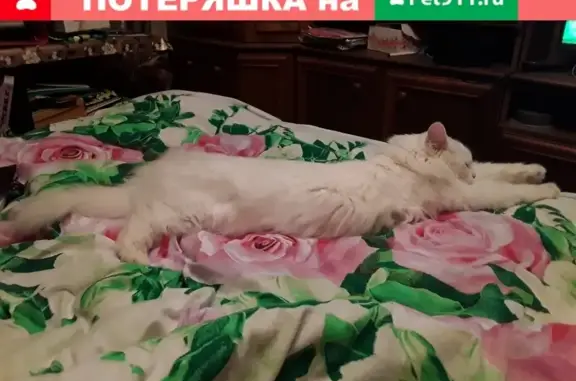 Пропала белоснежная кошка Турецкая Ангора в Новинском СНТ, Московская область