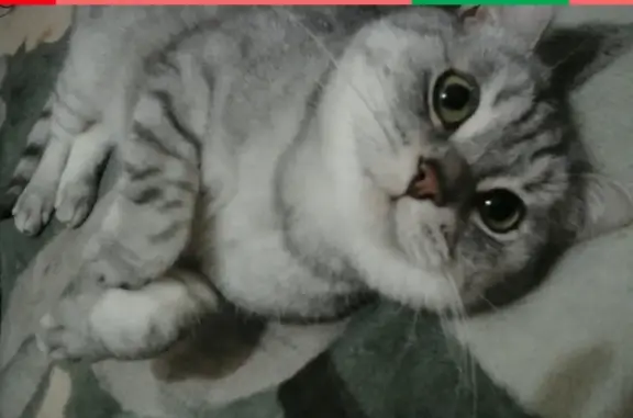 Кошки потеряшки, Ярославль, фото: Потеряшка кошка по адресу Труфанова, 23