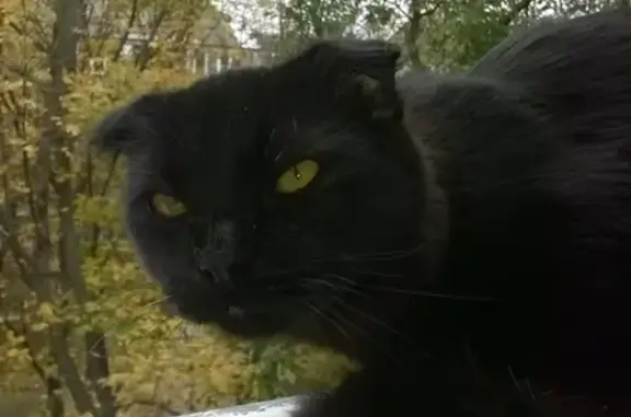Кошки потеряшки, Пятигорск, фото: Потеряшка кошка в Пятигорске: черная, вислоухая, с пушистым хвостом. Упала с лоджии и бежала в сторону Второй больницы.