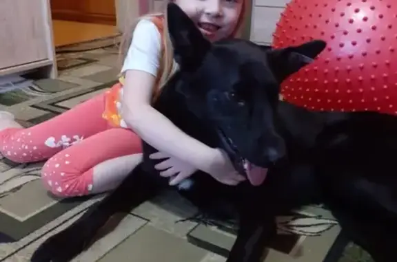 Найдена собака в Дзержинском МО, ищет дом.