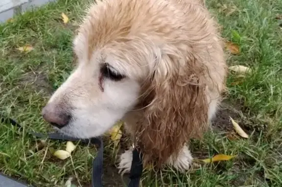 Найдена собака, Москва, фото: Собака найдена у метро Лухмановская (Москва)