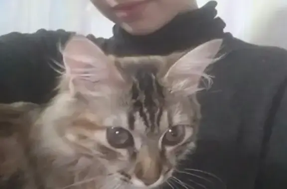 Кошки потеряшки, Москва, фото: Потеряшка кошка на Нагорном бульваре, кличка Кошечка Сильва.